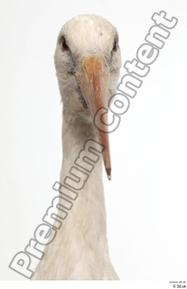 Black stork head neck 0001.jpg